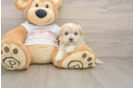 Best Maltipoo Baby