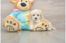 Maltipoo Pup Being Cute