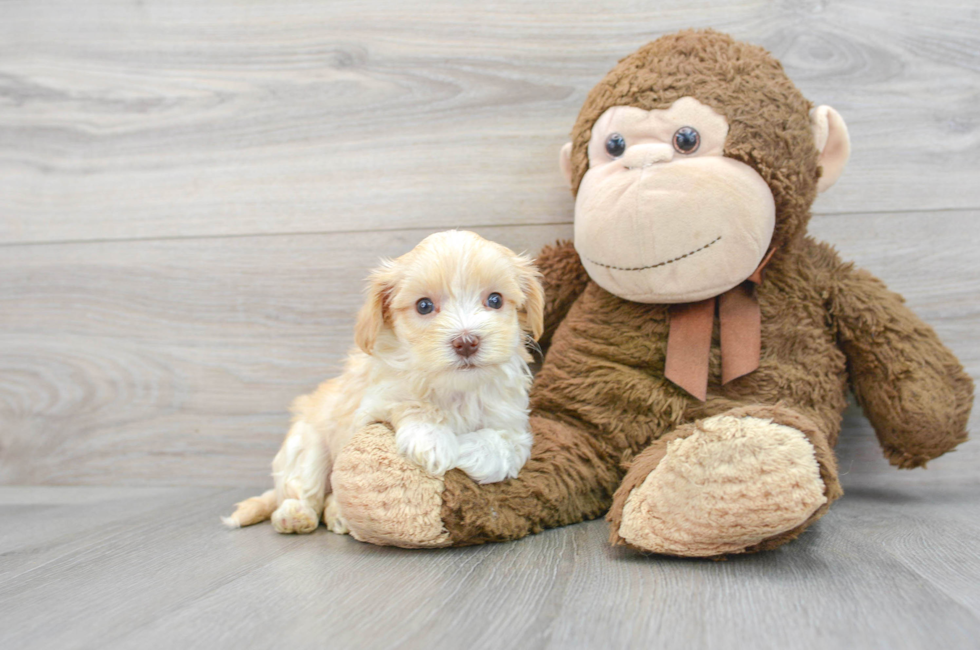 8 week old Maltipoo Puppy For Sale - Puppy Love PR