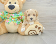 7 week old Maltipoo Puppy For Sale - Puppy Love PR