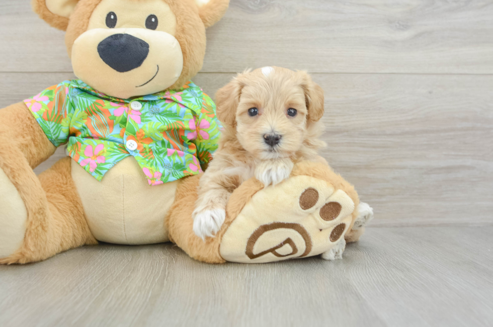 7 week old Maltipoo Puppy For Sale - Puppy Love PR