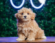 10 week old Maltipoo Puppy For Sale - Puppy Love PR