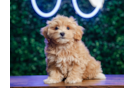 Maltipoo Pup Being Cute