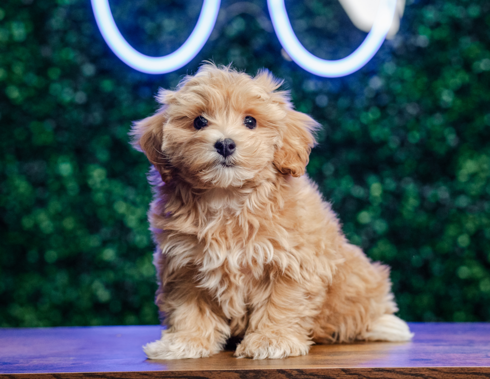 Maltipoo Pup Being Cute