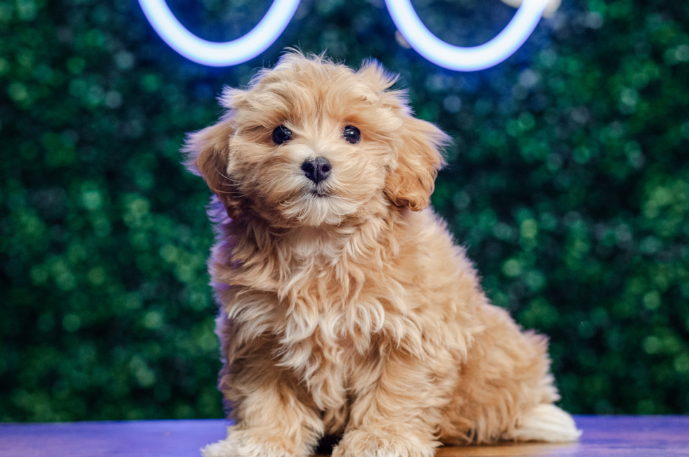 10 week old Maltipoo Puppy For Sale - Puppy Love PR