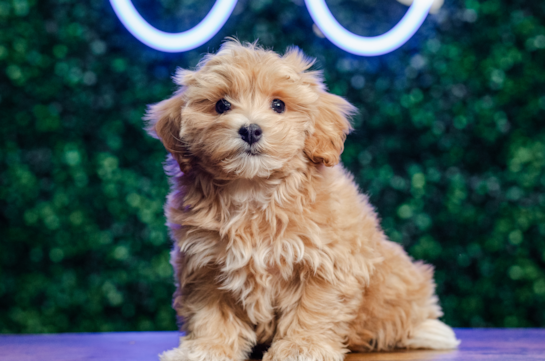 Maltipoo Pup Being Cute