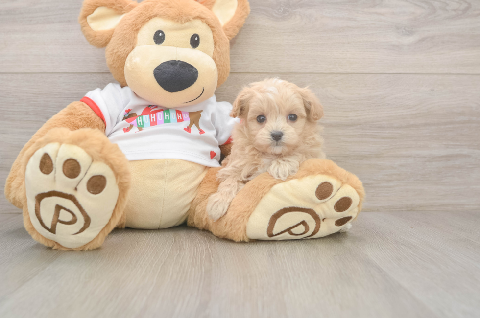 5 week old Maltipoo Puppy For Sale - Puppy Love PR