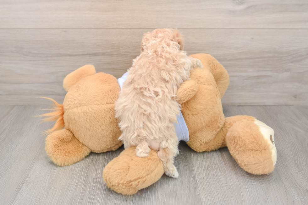 Energetic Maltidoodle Poodle Mix Puppy