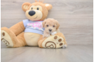 Best Maltipoo Baby