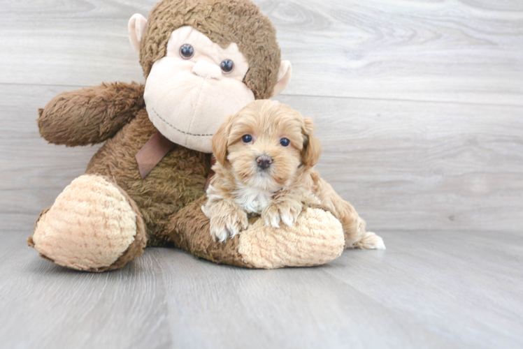 Meet Cheerio - our Maltipoo Puppy Photo 1/3 - Puppy Love PR Maltipoo Puppy for Adoption