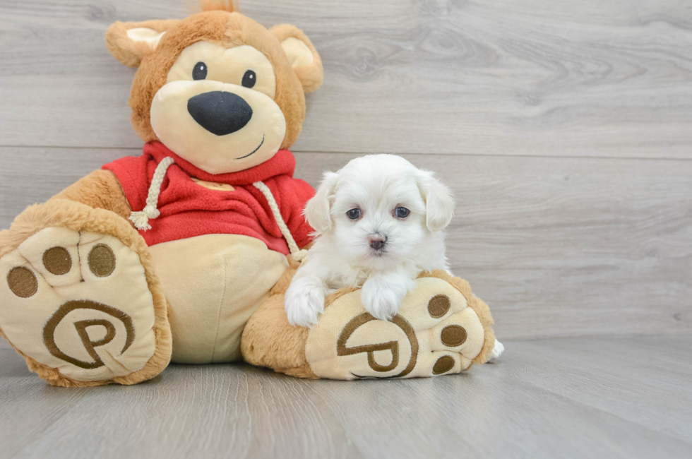 6 week old Maltipoo Puppy For Sale - Puppy Love PR