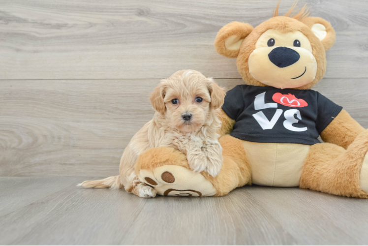 Sweet Maltipoo Baby