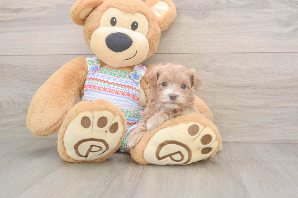 5 week old Maltipoo Puppy For Sale - Puppy Love PR