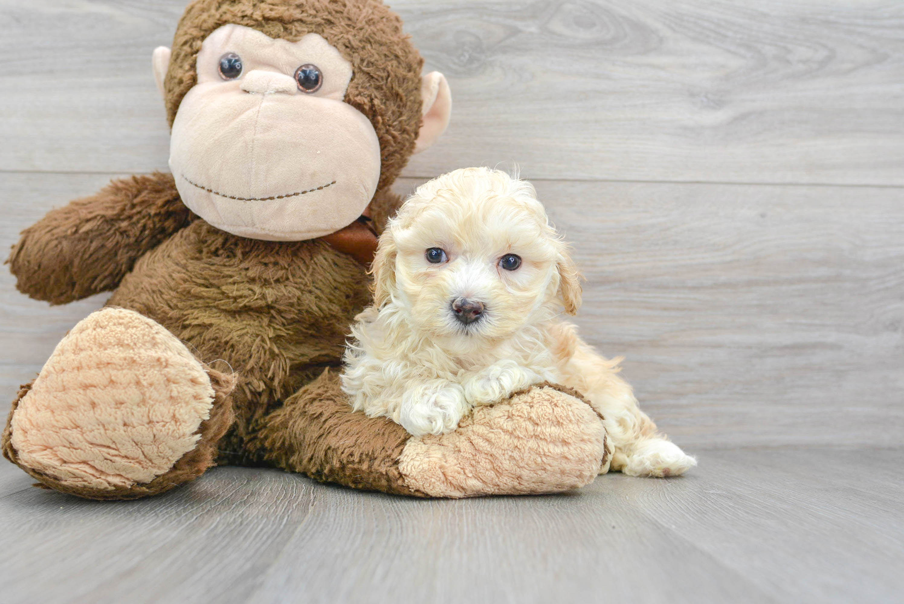 Maltipoo Pup Being Cute
