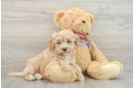 Playful Moodle Poodle Mix Puppy