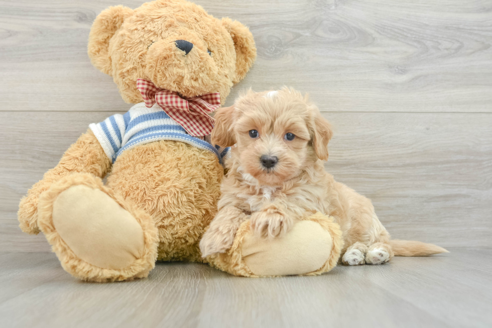 Friendly Maltipoo Baby