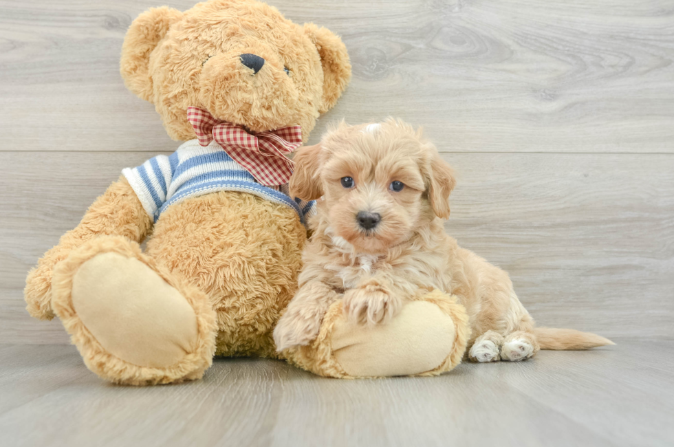 8 week old Maltipoo Puppy For Sale - Puppy Love PR