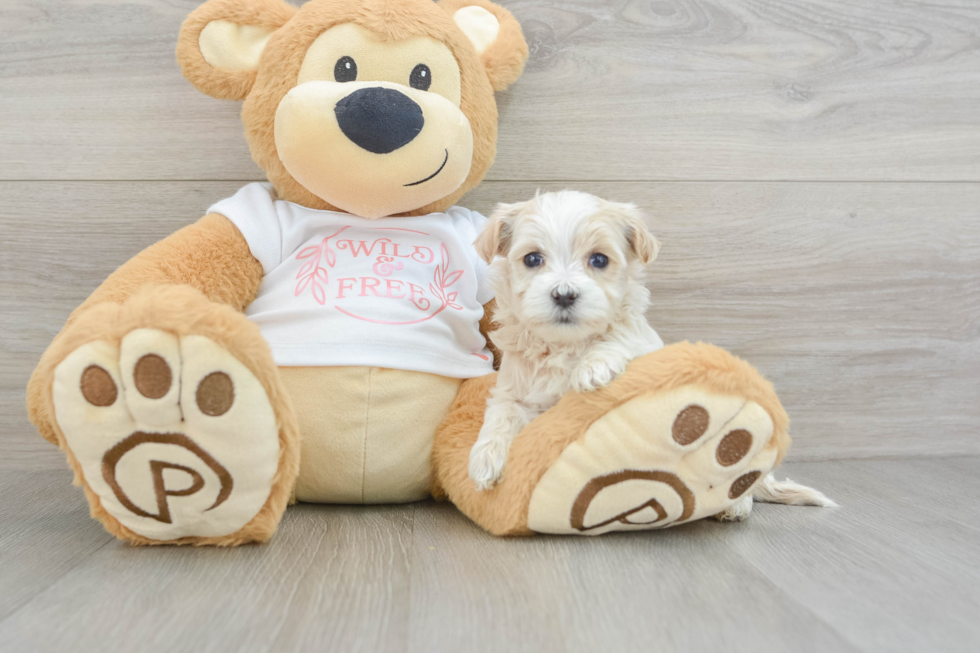 Maltipoo Puppy for Adoption