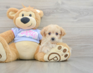 9 week old Maltipoo Puppy For Sale - Puppy Love PR