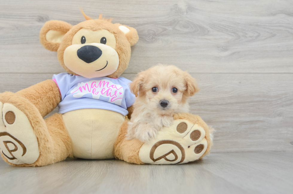 8 week old Maltipoo Puppy For Sale - Puppy Love PR