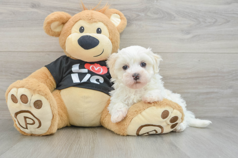 6 week old Maltipoo Puppy For Sale - Puppy Love PR