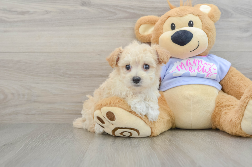 8 week old Maltipoo Puppy For Sale - Puppy Love PR