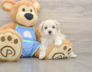 7 week old Maltipoo Puppy For Sale - Puppy Love PR