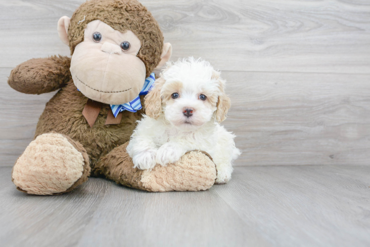 Cute Maltipoo Baby