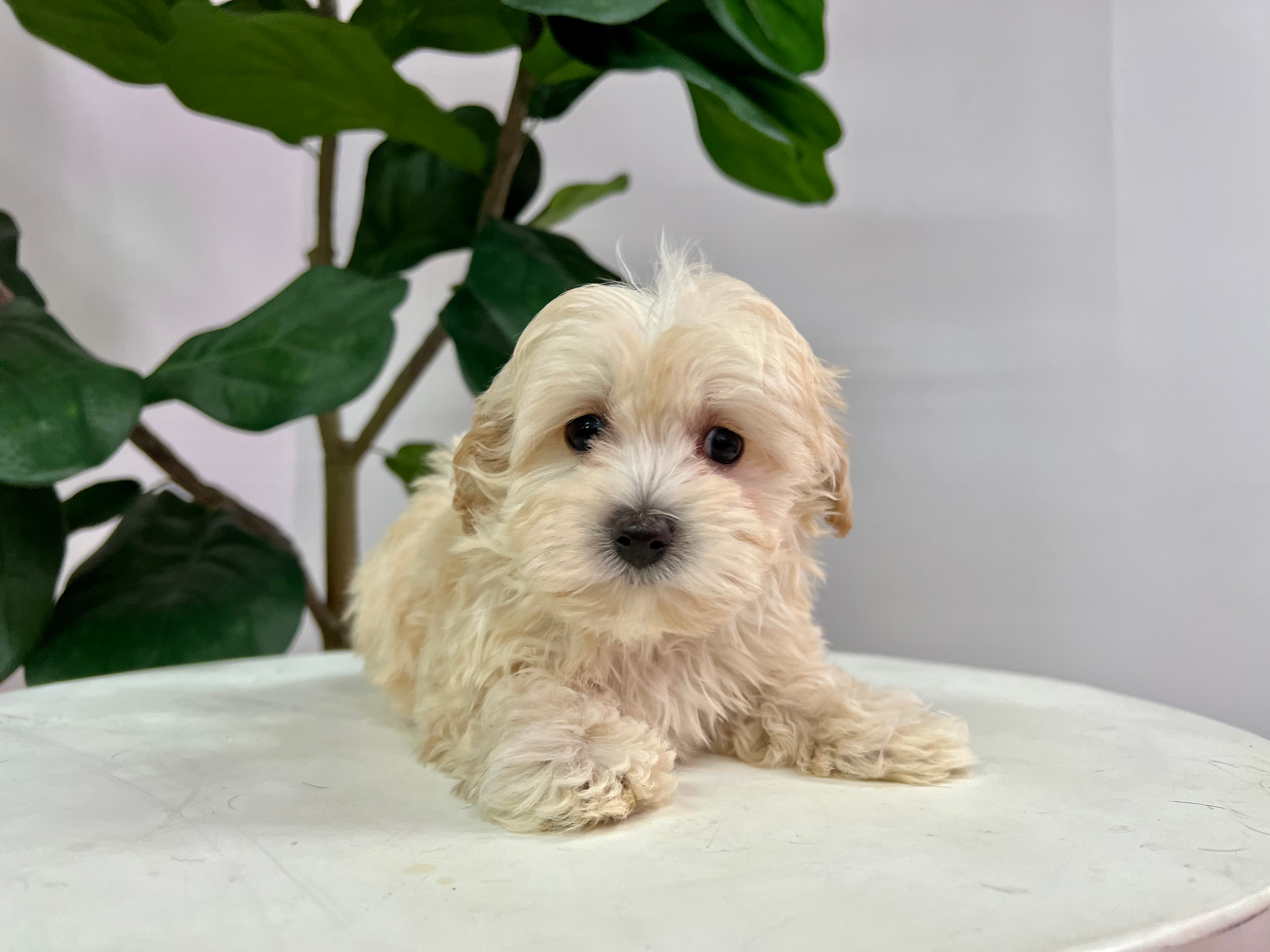 Maltipoo Pup Being Cute