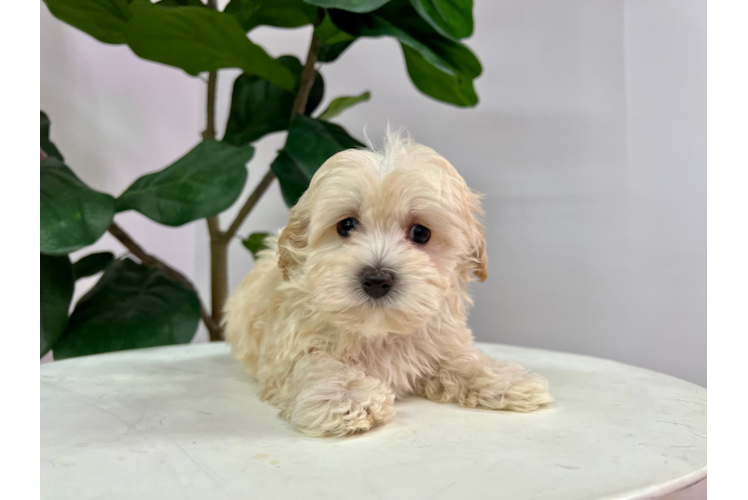 Maltipoo Pup Being Cute