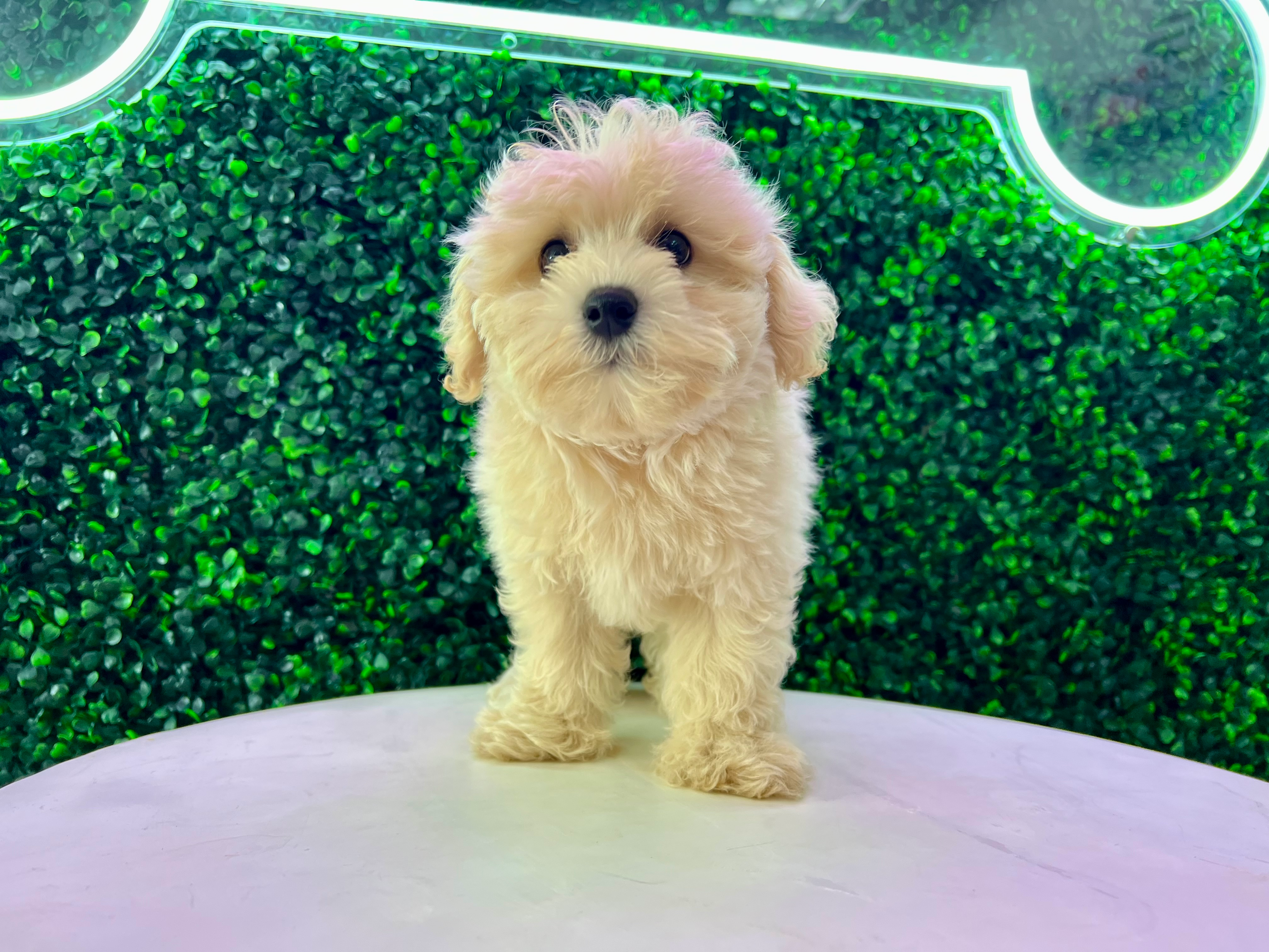 Cute Maltipoo Baby