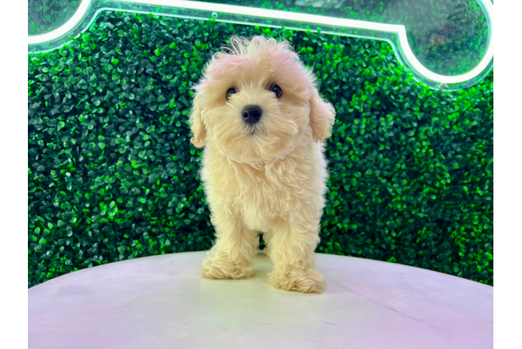 Cute Maltipoo Baby