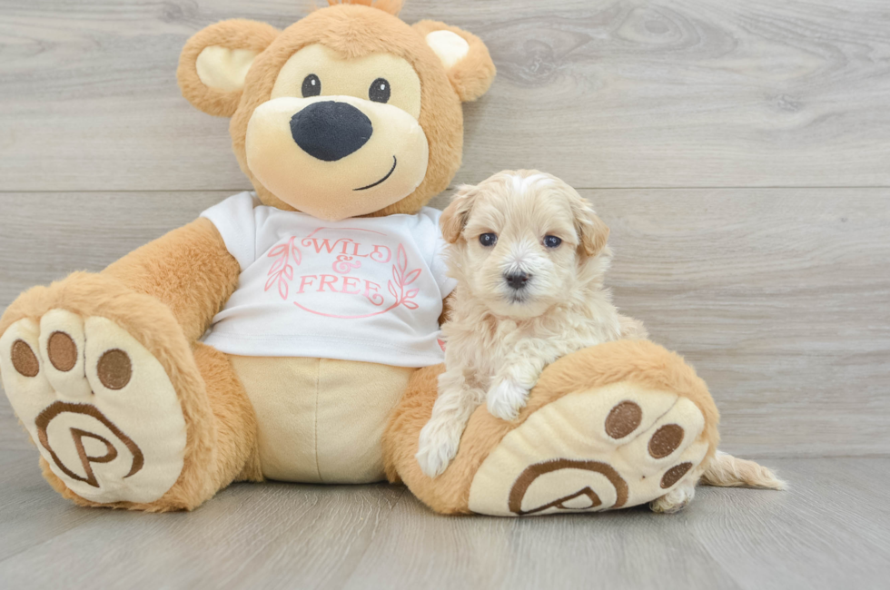 5 week old Maltipoo Puppy For Sale - Puppy Love PR