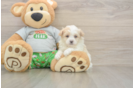 Small Maltipoo Baby