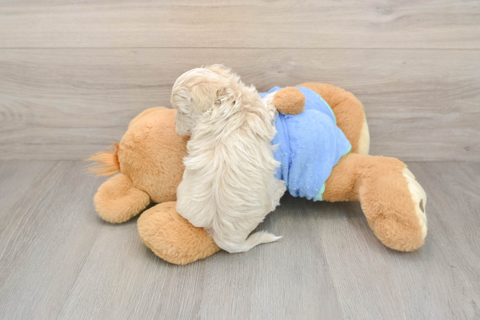 Maltipoo Pup Being Cute