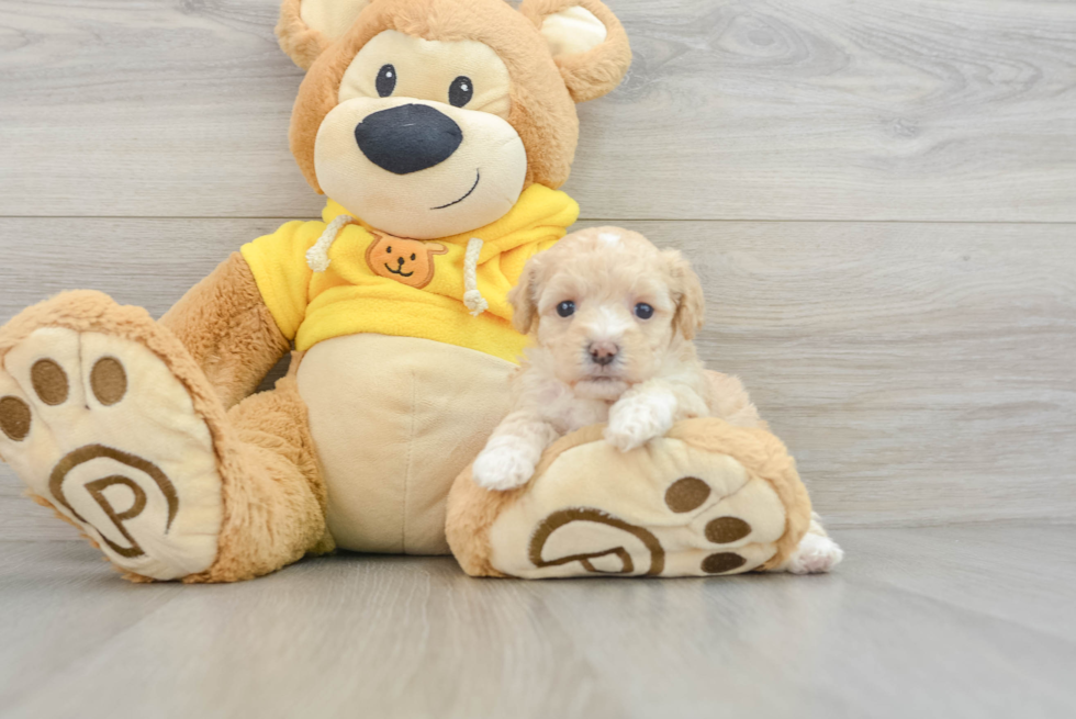 Fluffy Maltipoo Poodle Mix Pup