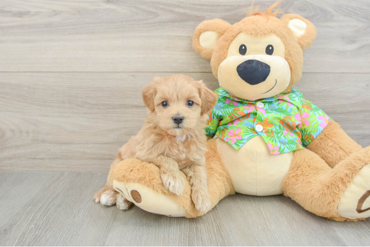 Maltipoo Puppy for Adoption