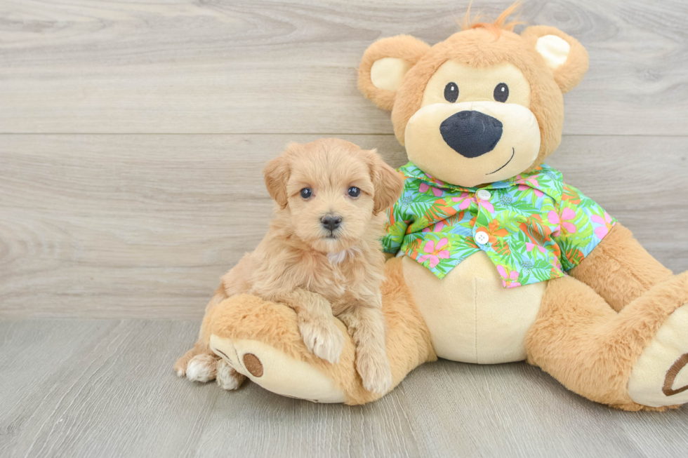 Maltipoo Puppy for Adoption