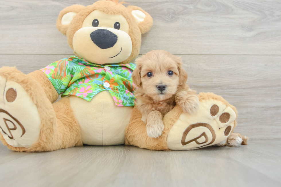 Best Maltipoo Baby