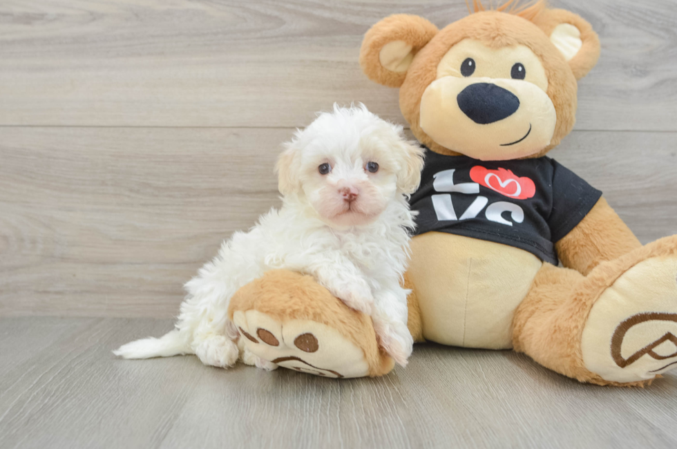 6 week old Maltipoo Puppy For Sale - Puppy Love PR