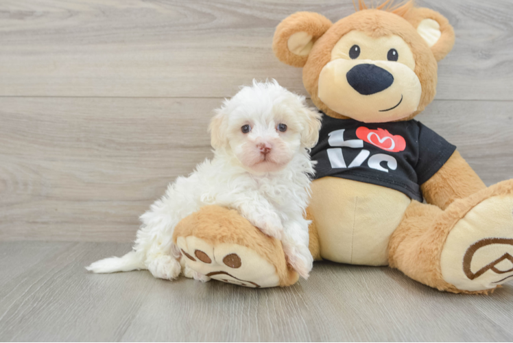 Meet Contessa - our Maltipoo Puppy Photo 1/3 - Puppy Love PR Maltipoo Pup Being Cute