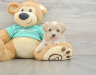 8 week old Maltipoo Puppy For Sale - Puppy Love PR