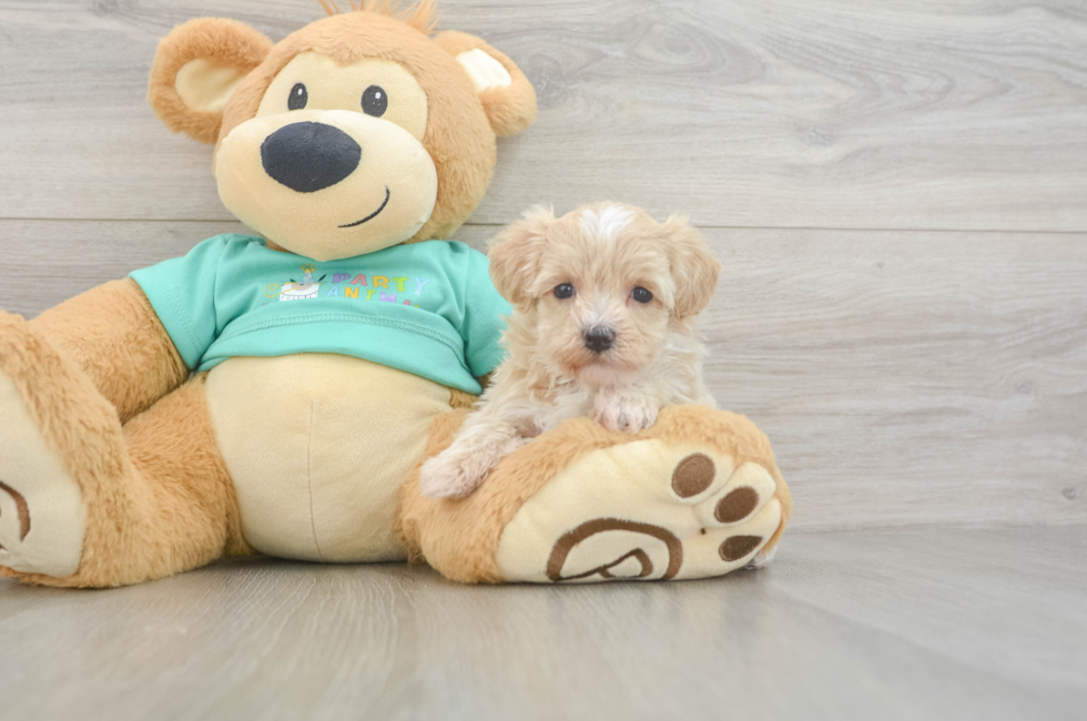 6 week old Maltipoo Puppy For Sale - Puppy Love PR