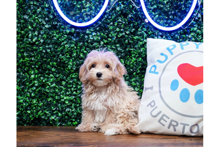 Maltipoo Puppy for Adoption