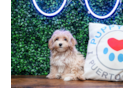 Maltipoo Puppy for Adoption