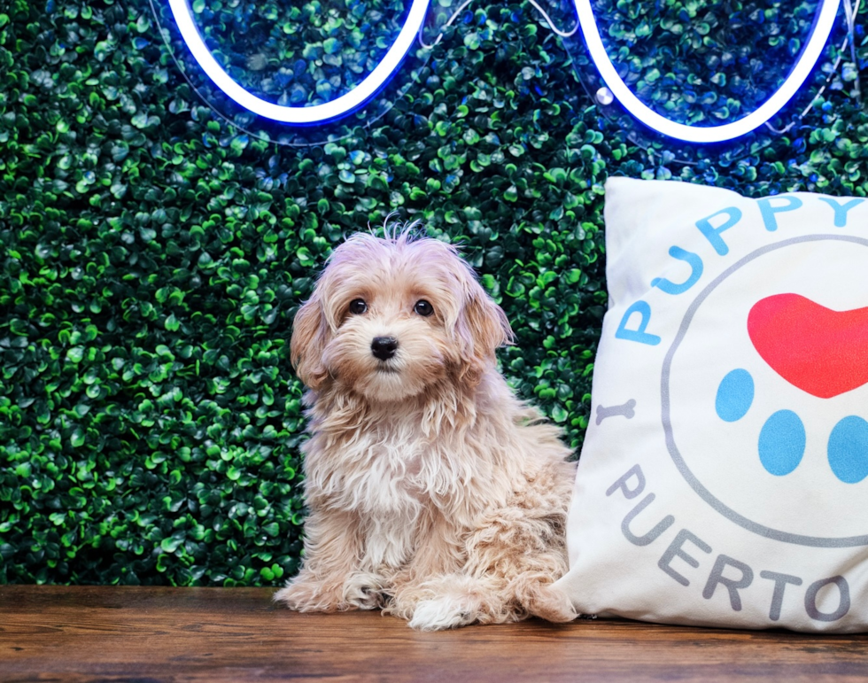 Maltipoo Puppy for Adoption