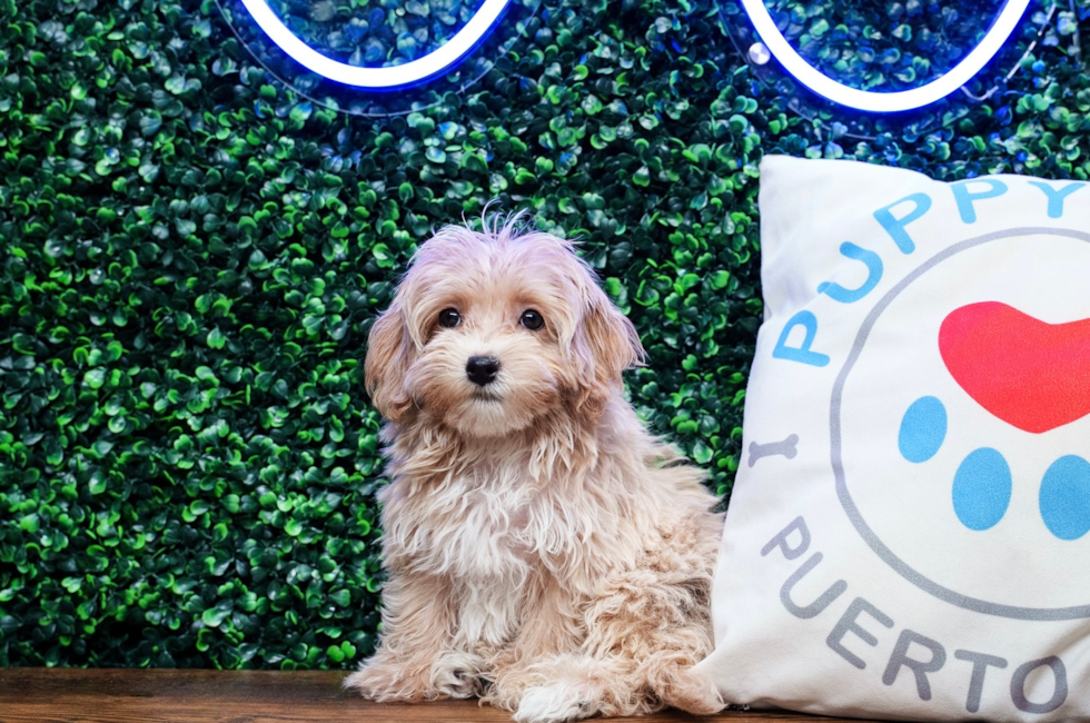 11 week old Maltipoo Puppy For Sale - Puppy Love PR