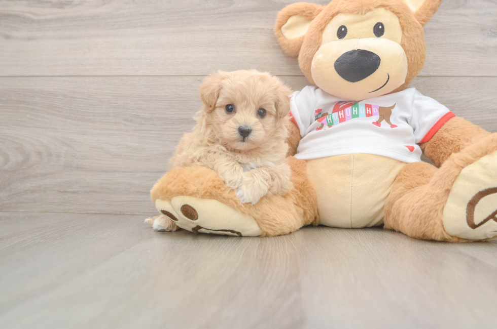 5 week old Maltipoo Puppy For Sale - Puppy Love PR