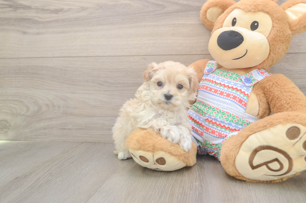 5 week old Maltipoo Puppy For Sale - Puppy Love PR
