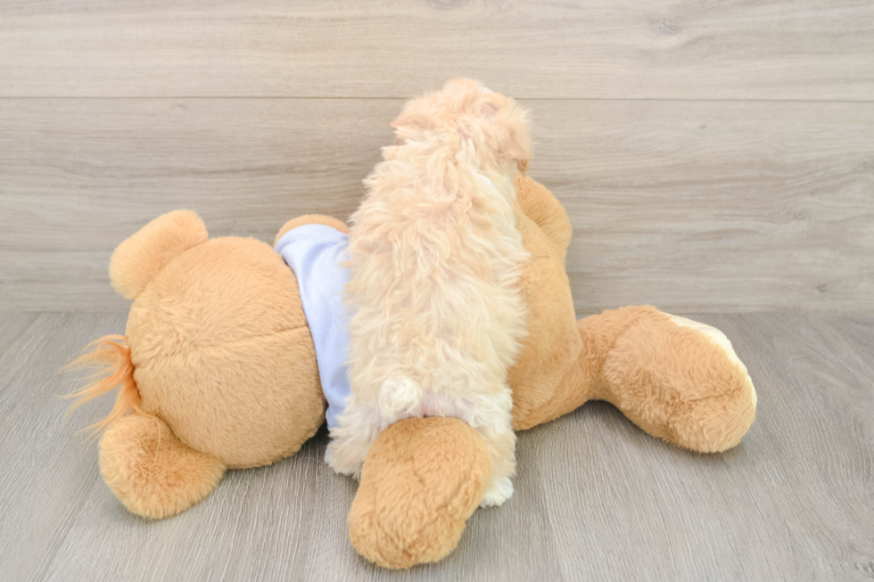 Fluffy Maltipoo Poodle Mix Pup